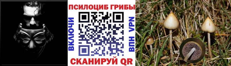 закладки Вельск Галлюциногенные грибы прущие грибы